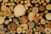 Cut trees texture Wall Mural-Textures-Eazywallz